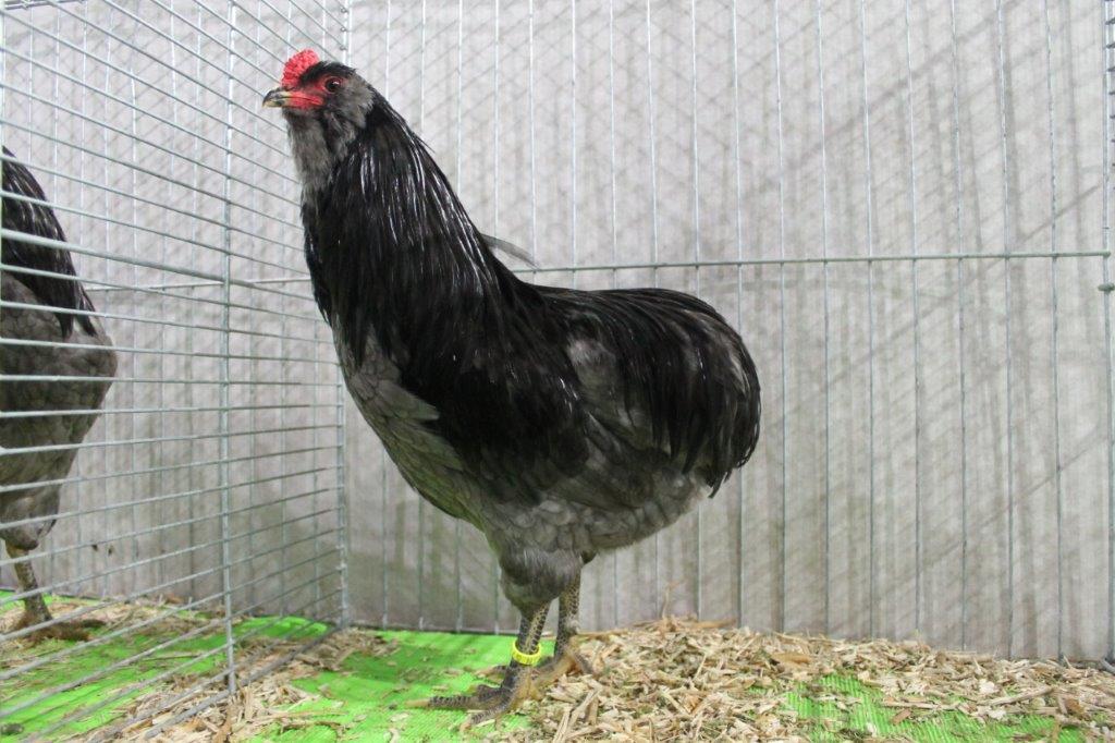 Araucanas Sonderverein zur Erhaltung des Araucana und ZwergAraucana